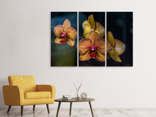 Laden Sie das Bild in den Galerie-Viewer, Leinwandbild 3-teilig Orchidaceae
