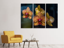 Laden Sie das Bild in den Galerie-Viewer, Leinwandbild 3-teilig Orchidaceae