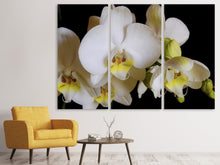 Laden Sie das Bild in den Galerie-Viewer, Leinwandbild 3-teilig Weisse Orchideen in der Blüte