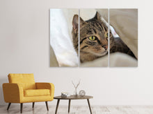 Laden Sie das Bild in den Galerie-Viewer, Leinwandbild 3-teilig Lieblings Katze
