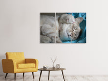 Laden Sie das Bild in den Galerie-Viewer, Leinwandbild 3-teilig Katzen Mama mit Baby