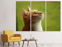 Laden Sie das Bild in den Galerie-Viewer, Leinwandbild 3-teilig Katzennase
