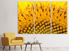 Laden Sie das Bild in den Galerie-Viewer, Leinwandbild 3-teilig Die Knospen der Sonnenblume in XXL