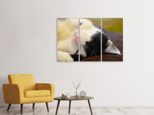 Laden Sie das Bild in den Galerie-Viewer, Leinwandbild 3-teilig Kuschelige Katze