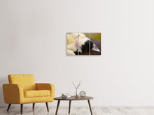 Laden Sie das Bild in den Galerie-Viewer, Leinwandbild 3-teilig Kuschelige Katze