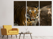 Laden Sie das Bild in den Galerie-Viewer, Leinwandbild 3-teilig Sibirischer Tiger