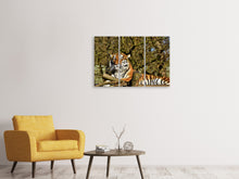 Laden Sie das Bild in den Galerie-Viewer, Leinwandbild 3-teilig Stolzer Tiger