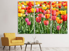 Laden Sie das Bild in den Galerie-Viewer, Leinwandbild 3-teilig Ein buntes Tulpenfeld