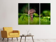 Laden Sie das Bild in den Galerie-Viewer, Leinwandbild 3-teilig Strobilomyces Strobilaceus