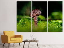 Laden Sie das Bild in den Galerie-Viewer, Leinwandbild 3-teilig Strobilomyces Strobilaceus
