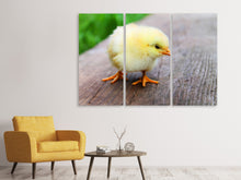 Laden Sie das Bild in den Galerie-Viewer, Leinwandbild 3-teilig Das Küken