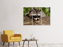 Laden Sie das Bild in den Galerie-Viewer, Leinwandbild 3-teilig Der süsse Waschbär