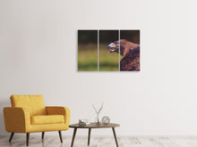 Laden Sie das Bild in den Galerie-Viewer, Leinwandbild 3-teilig Wachsamer Adler