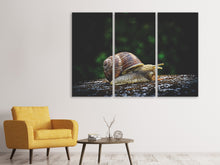 Laden Sie das Bild in den Galerie-Viewer, Leinwandbild 3-teilig Schnecke XXL