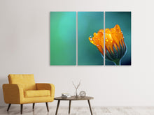 Laden Sie das Bild in den Galerie-Viewer, Leinwandbild 3-teilig Ringelblume im Morgentau