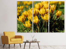 Laden Sie das Bild in den Galerie-Viewer, Leinwandbild 3-teilig Krokusse im Frühling
