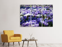 Laden Sie das Bild in den Galerie-Viewer, Leinwandbild 3-teilig Ein Feld voll Krokusse