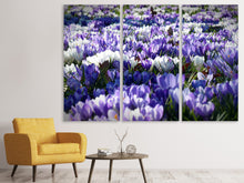Laden Sie das Bild in den Galerie-Viewer, Leinwandbild 3-teilig Ein Feld voll Krokusse