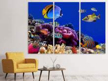 Laden Sie das Bild in den Galerie-Viewer, Leinwandbild 3-teilig Welt der Fische