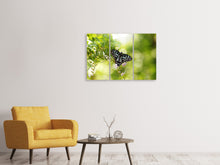 Laden Sie das Bild in den Galerie-Viewer, Leinwandbild 3-teilig Papilio Schmetterling XXL