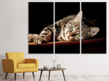 Laden Sie das Bild in den Galerie-Viewer, Leinwandbild 3-teilig Entspannte Katze