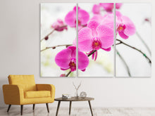 Laden Sie das Bild in den Galerie-Viewer, Leinwandbild 3-teilig Das Symbol der Orchidee