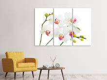 Laden Sie das Bild in den Galerie-Viewer, Leinwandbild 3-teilig Orchideenliebe