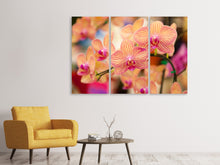 Laden Sie das Bild in den Galerie-Viewer, Leinwandbild 3-teilig Exotische Orchideen