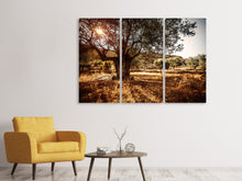 Laden Sie das Bild in den Galerie-Viewer, Leinwandbild 3-teilig Olivenhain