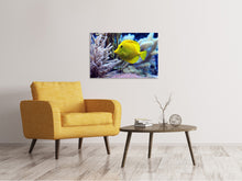 Laden Sie das Bild in den Galerie-Viewer, Leinwandbild Gelber Doktorfisch XL