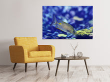 Laden Sie das Bild in den Galerie-Viewer, Leinwandbild Ein Fisch im Aquarium