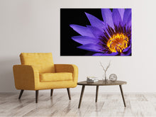 Laden Sie das Bild in den Galerie-Viewer, Leinwandbild XL Seerose in lila