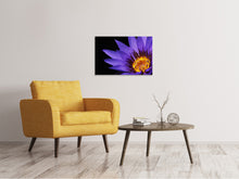 Laden Sie das Bild in den Galerie-Viewer, Leinwandbild XL Seerose in lila