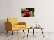Laden Sie das Bild in den Galerie-Viewer, Leinwandbild Seerose in rot