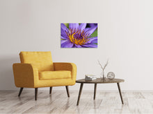 Laden Sie das Bild in den Galerie-Viewer, Leinwandbild XXL Seerose in lila