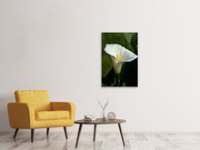 Laden Sie das Bild in den Galerie-Viewer, Leinwandbild Weisse Calla mit Morgentau