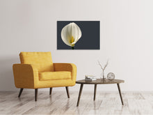 Laden Sie das Bild in den Galerie-Viewer, Leinwandbild Stolze Calla