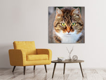 Laden Sie das Bild in den Galerie-Viewer, Leinwandbild Tiger Katze