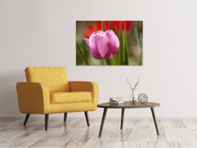 Laden Sie das Bild in den Galerie-Viewer, Leinwandbild Tulpe pretty in pink