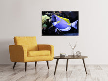 Laden Sie das Bild in den Galerie-Viewer, Leinwandbild Der Weisskehl Doktorfisch