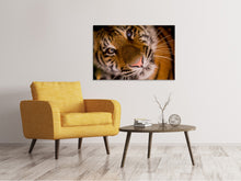 Laden Sie das Bild in den Galerie-Viewer, Leinwandbild Tiger Gesicht