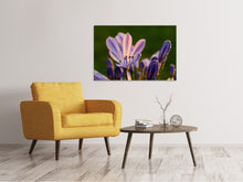 Laden Sie das Bild in den Galerie-Viewer, Leinwandbild Schmucklilien mit Morgentau
