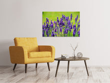 Laden Sie das Bild in den Galerie-Viewer, Leinwandbild Schöner Lavendel