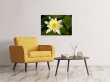 Laden Sie das Bild in den Galerie-Viewer, Leinwandbild Die Wasserlilie in gelb
