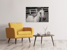Laden Sie das Bild in den Galerie-Viewer, Leinwandbild Da steht ein Pferd