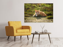Laden Sie das Bild in den Galerie-Viewer, Leinwandbild Kitten in der Natur