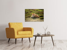 Laden Sie das Bild in den Galerie-Viewer, Leinwandbild Kitten in der Natur