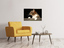 Laden Sie das Bild in den Galerie-Viewer, Leinwandbild XL Katze
