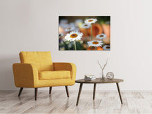 Laden Sie das Bild in den Galerie-Viewer, Leinwandbild Margeriten XL