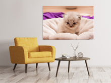 Laden Sie das Bild in den Galerie-Viewer, Leinwandbild Kitten zum Verlieben
